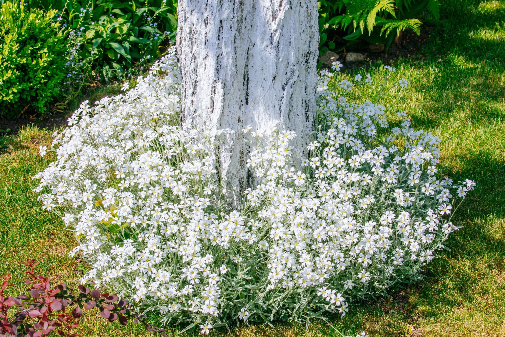 Snow in Summer - Flat