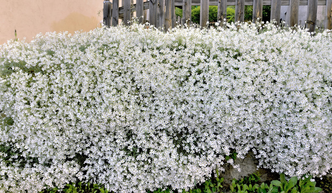 planting snow in summer seeds Snow in Summer
