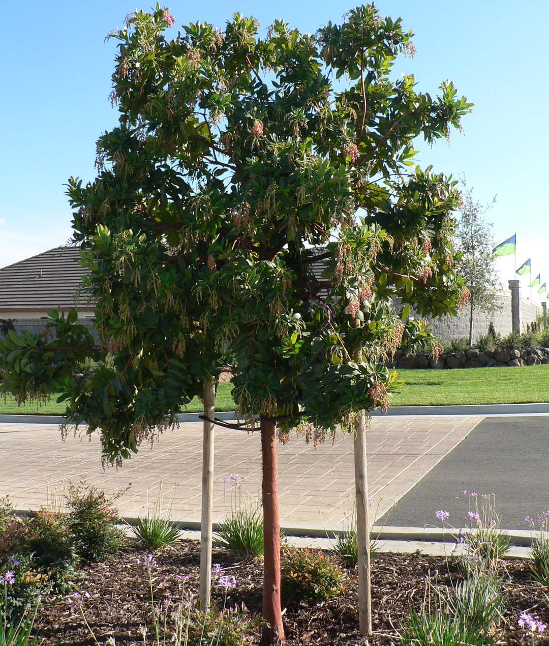 Strawberry Tree "Arbutus Marina" Standard Trunk - 24" Box 