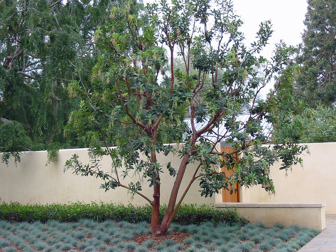 Strawberry Tree "Arbutus Marina" Multi Trunk - 24" Box 