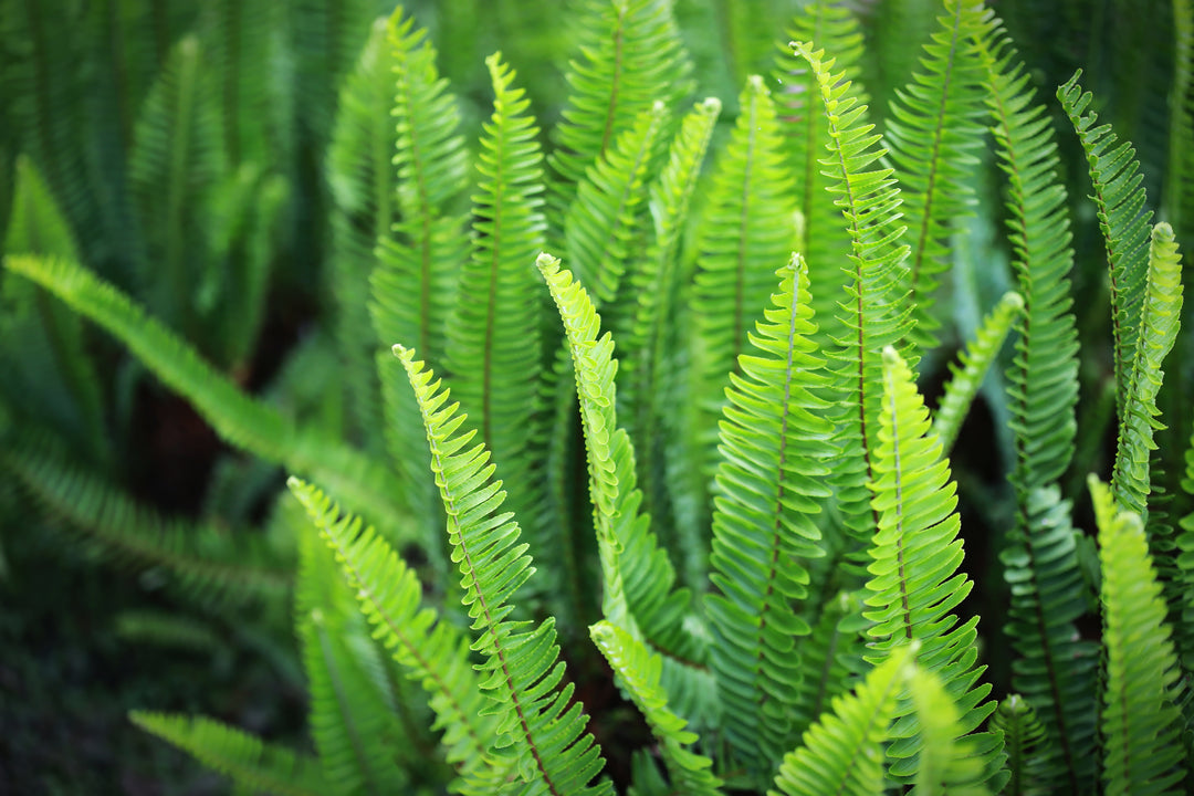 Sword Fern