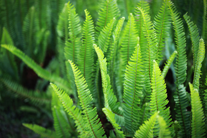 Sword Fern