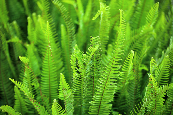 Sword Fern