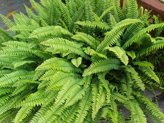 Swordfern Plant