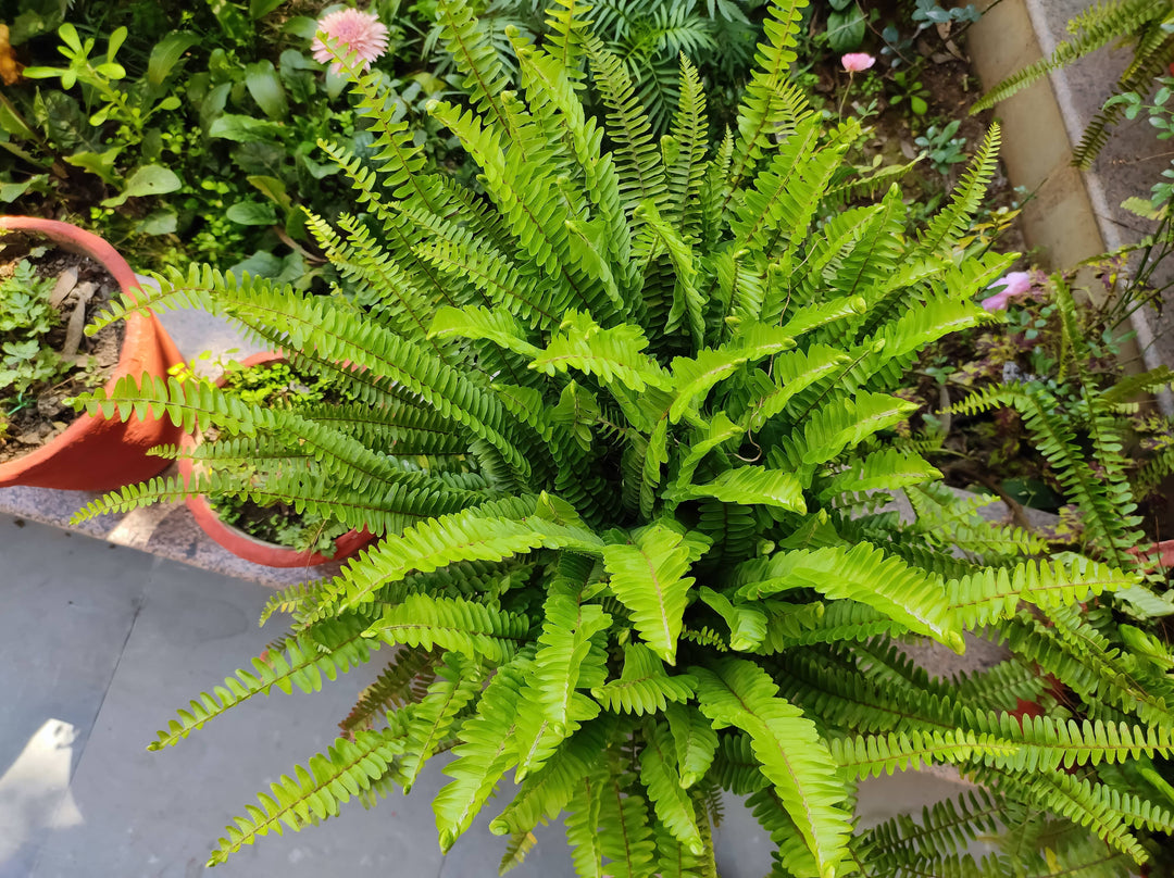 nephrolepis indoor plant Nephrolepis exaltata Sword Fern - 5 Gallon
