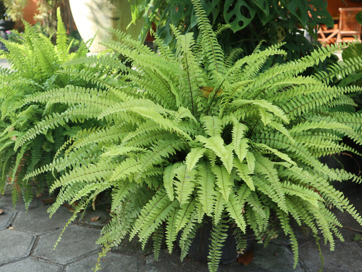 Sword Fern