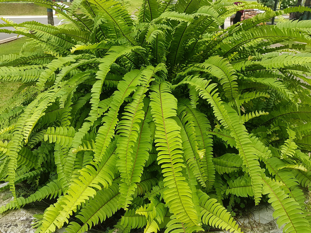 Sword Fern