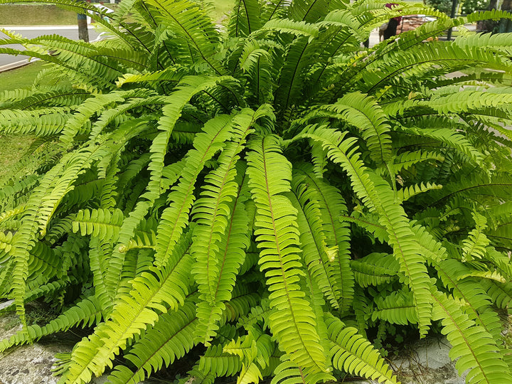 Sword Fern