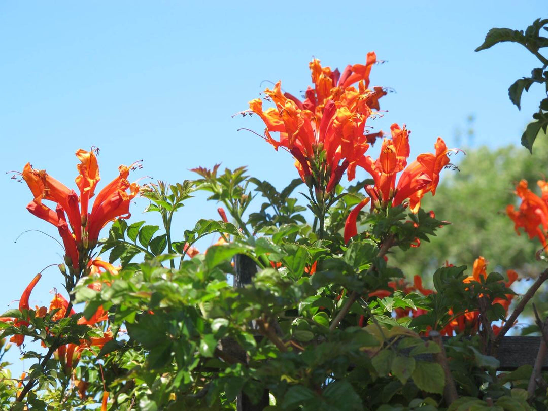 Cape Honeysuckle Orange (Tecoma Capensis) - 5 Gallon Bush