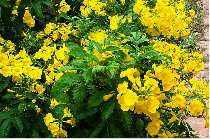 Tecoma Stans Yellow Bells Dwarf - 5 Gallon Bush