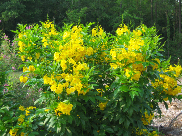 Tecoma Stans Yellow Bells Dwarf - 5 Gallon Bush