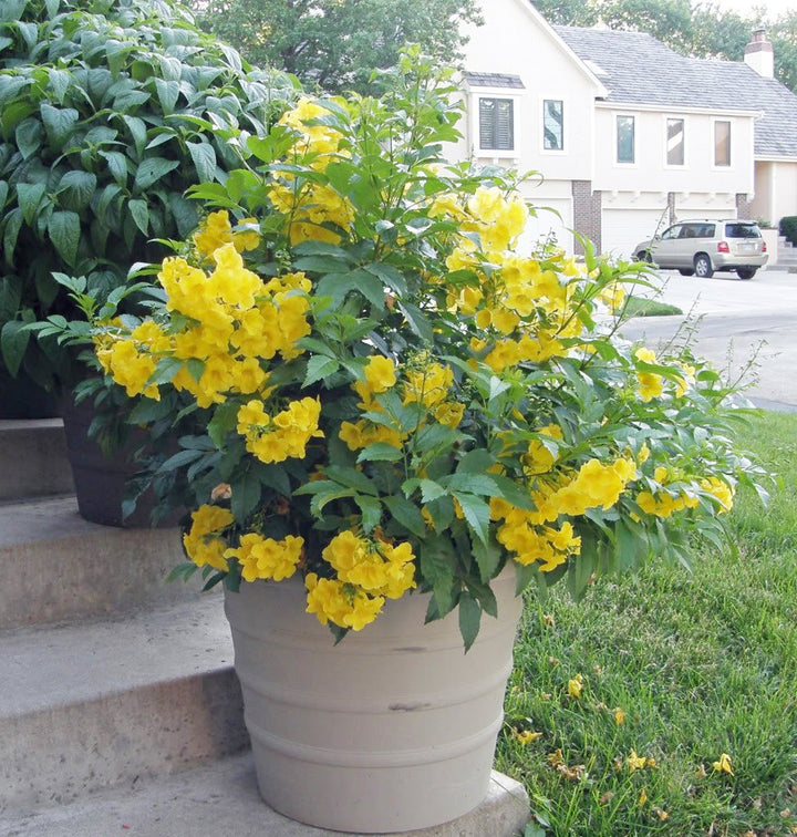 Tecoma Stans Yellow Bells Dwarf - 5 Gallon Bush