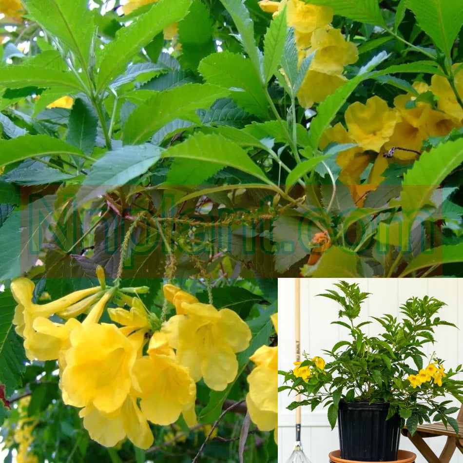 Tecoma Stans Yellow Bells Dwarf - 5 Gallon Bush