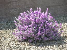 Texas Ranger Shrub D E B F C E Plant