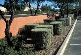 Texas Ranger Shrub Ede A Ece D A B D Ec Edbc Plant