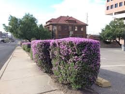 Texas Ranger Shrub F D C D B D Af A Ed Fb B Cc Plant