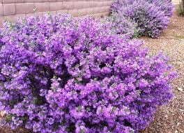Texas Ranger Shrub Bc Ef F Bbd Eeb B Be E A E Plant