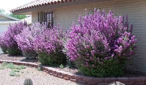 Texas Ranger Shrubs Bceb F B Ba Df C D Plant