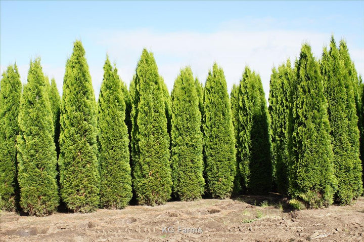 Thuja occidentalis ('Emerald Green') - 24" Box Column