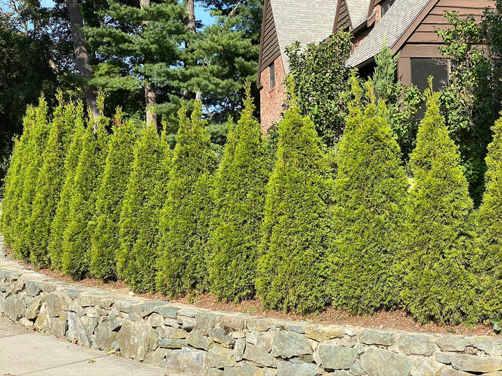 Thuja occidentalis ('Emerald Green') - 24" Box Column