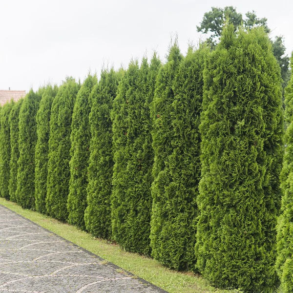 Thuja occidentalis ('Emerald Green') - 24" Box Column