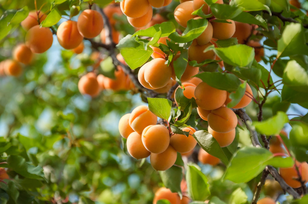 Tilton Apricot Tree - 15 Gallon