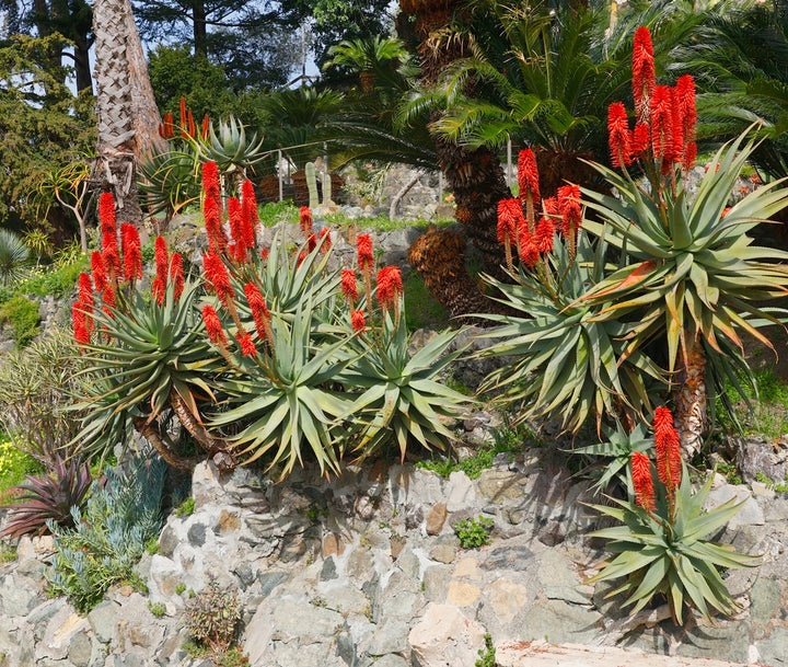 Torch Aloe