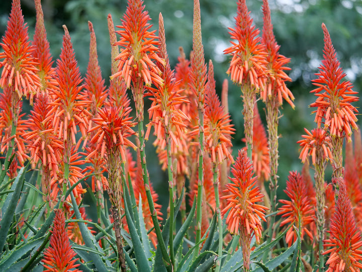 Torch Aloe
