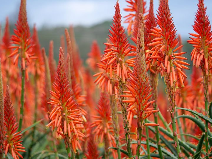 Torch Aloe