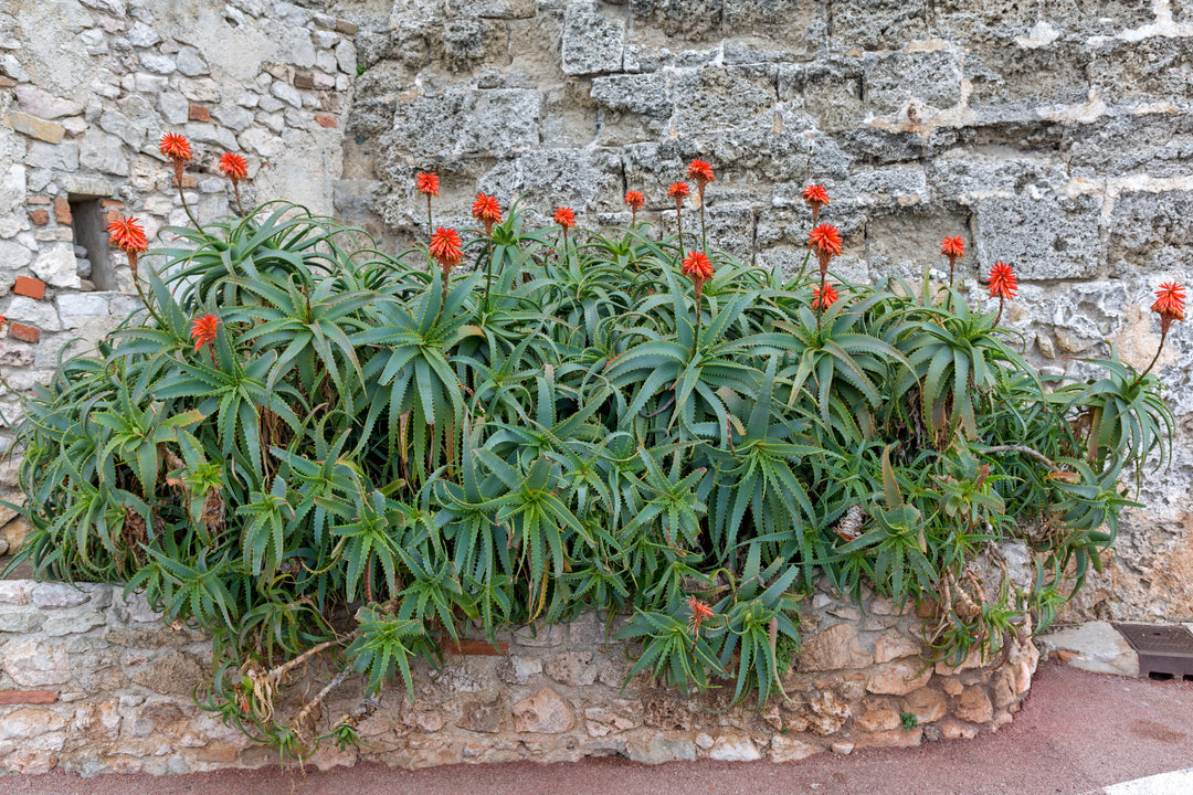 Torch Aloe