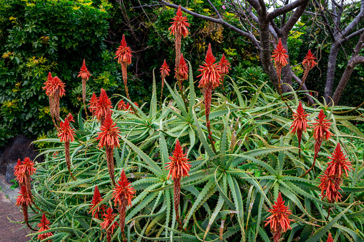 Torch Aloe