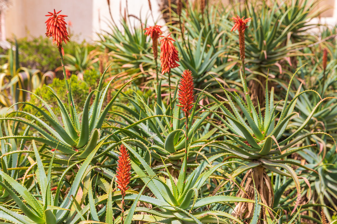 Torch Aloe