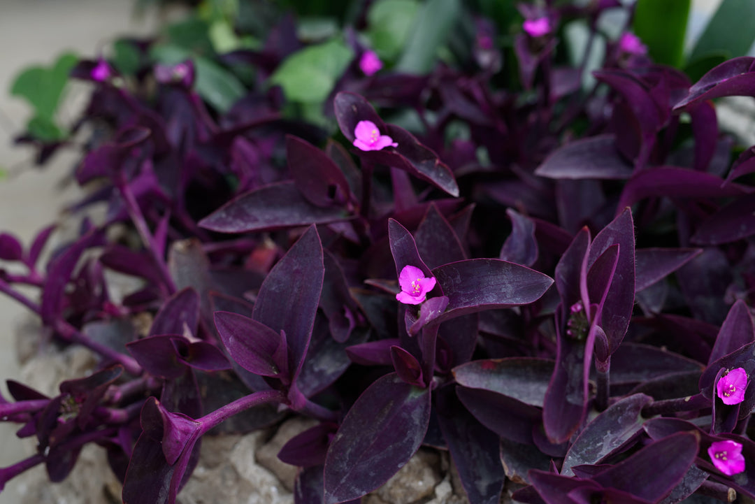 purple heart hanging plant Tradescantia pallida 'Purple Heart' - 5 Gallon