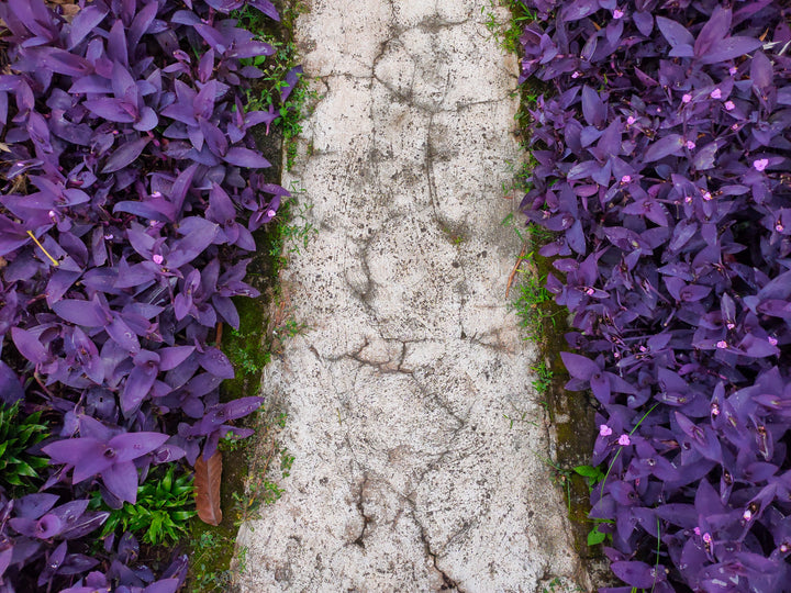 Tradescantia pallida 'Purple Heart'