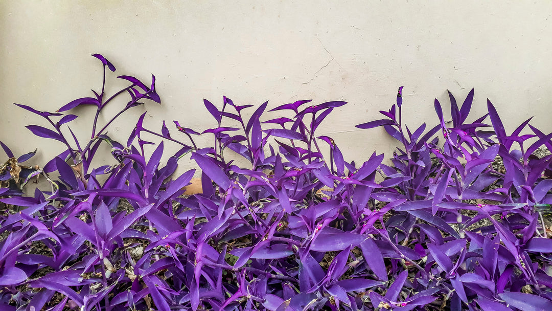 purple heart plant hanging Tradescantia pallida 'Purple Heart' - 5 Gallon