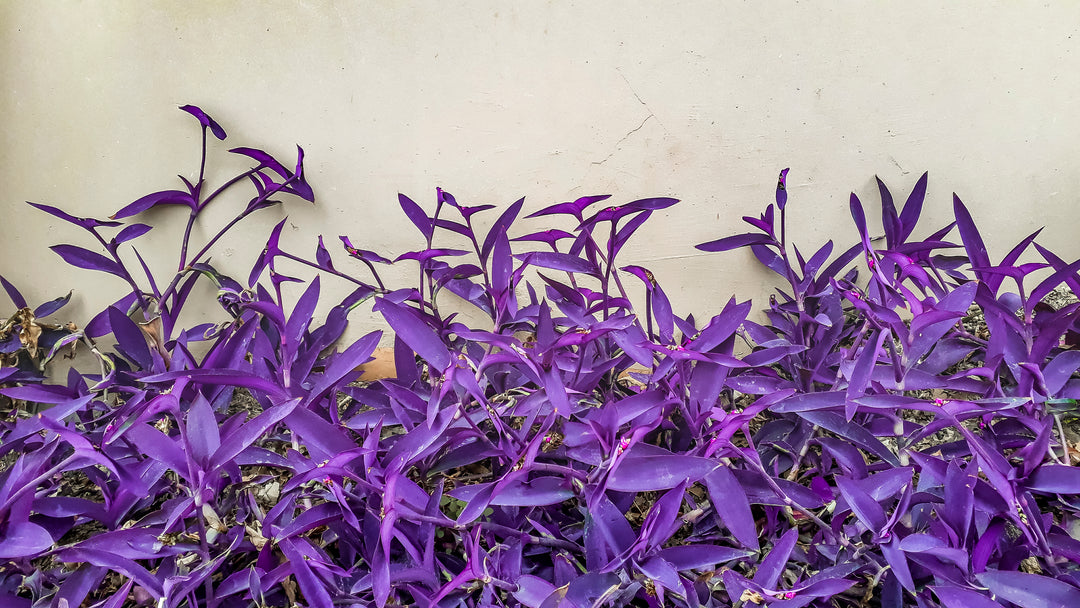Tradescantia pallida 'Purple Heart'