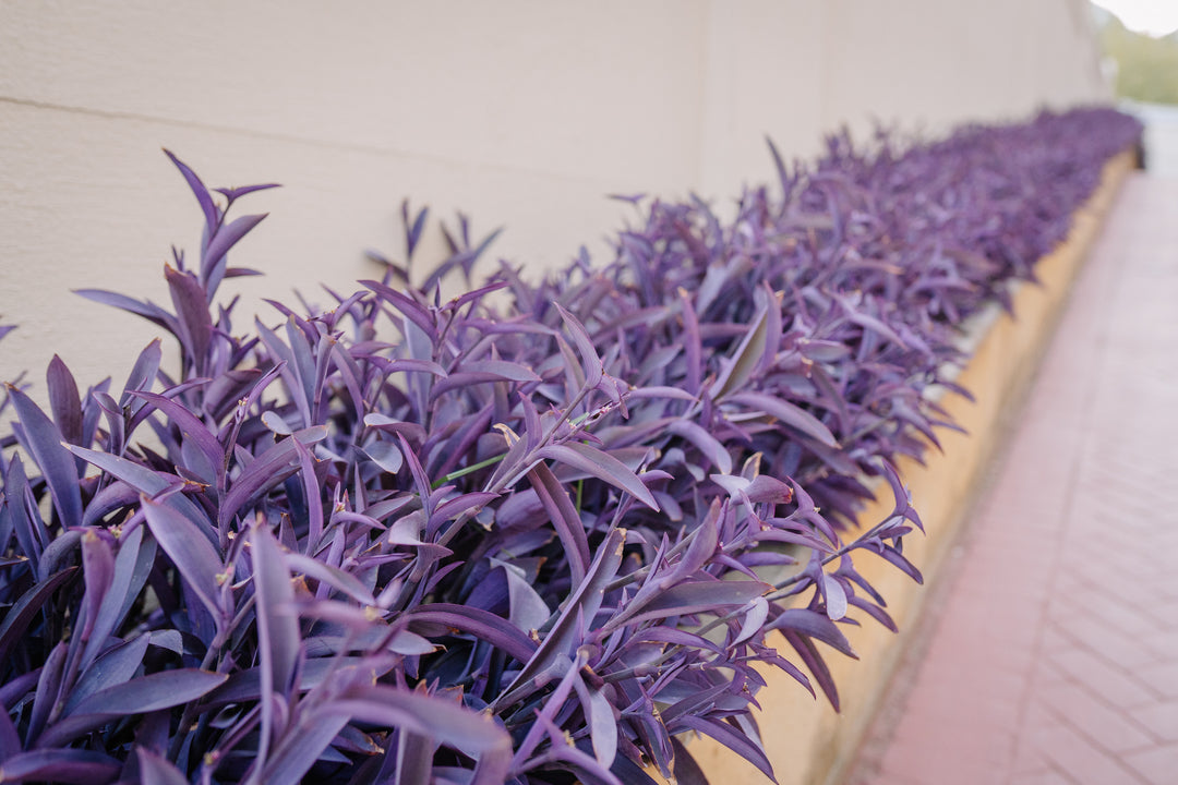 Tradescantia pallida 'Purple Heart'