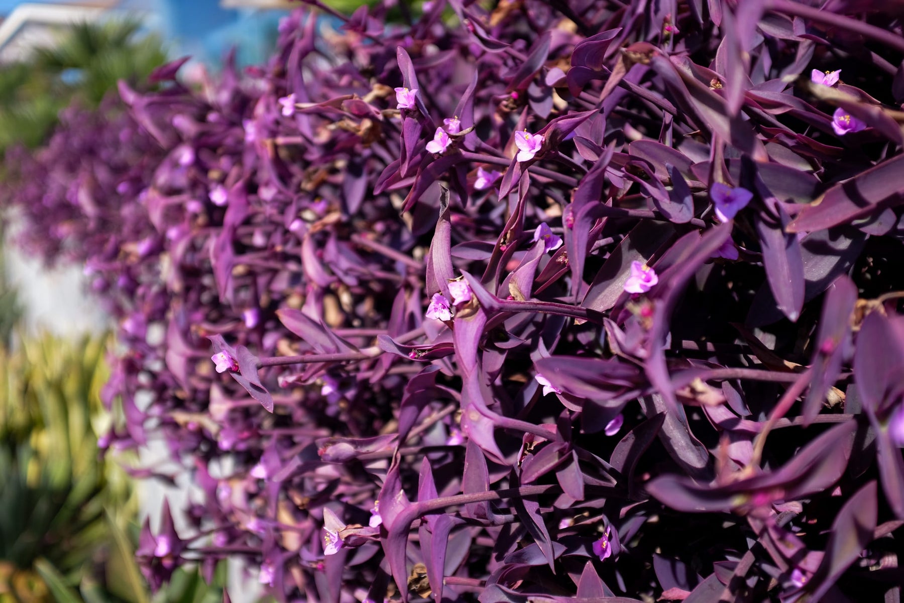 purple heart plant in hanging basket Tradescantia pallida 'Purple Heart' - 5 Gallon