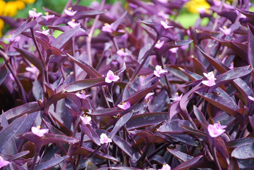 Tradescantia pallida 'Purple Heart'
