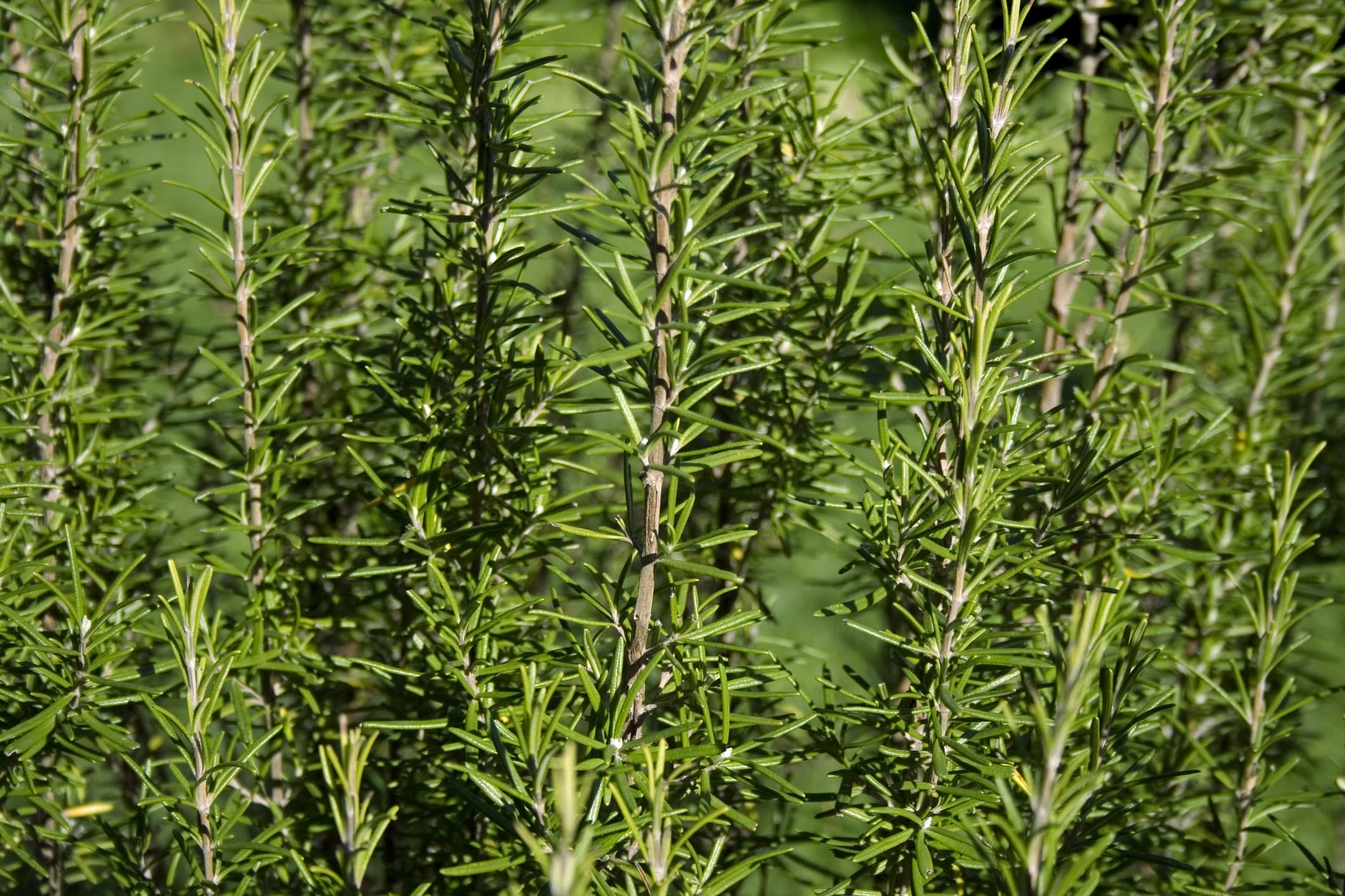 【rosemary】 Tuscan Blue Upright Rosemary - 5 and 15 Gallon - Plant Clearance