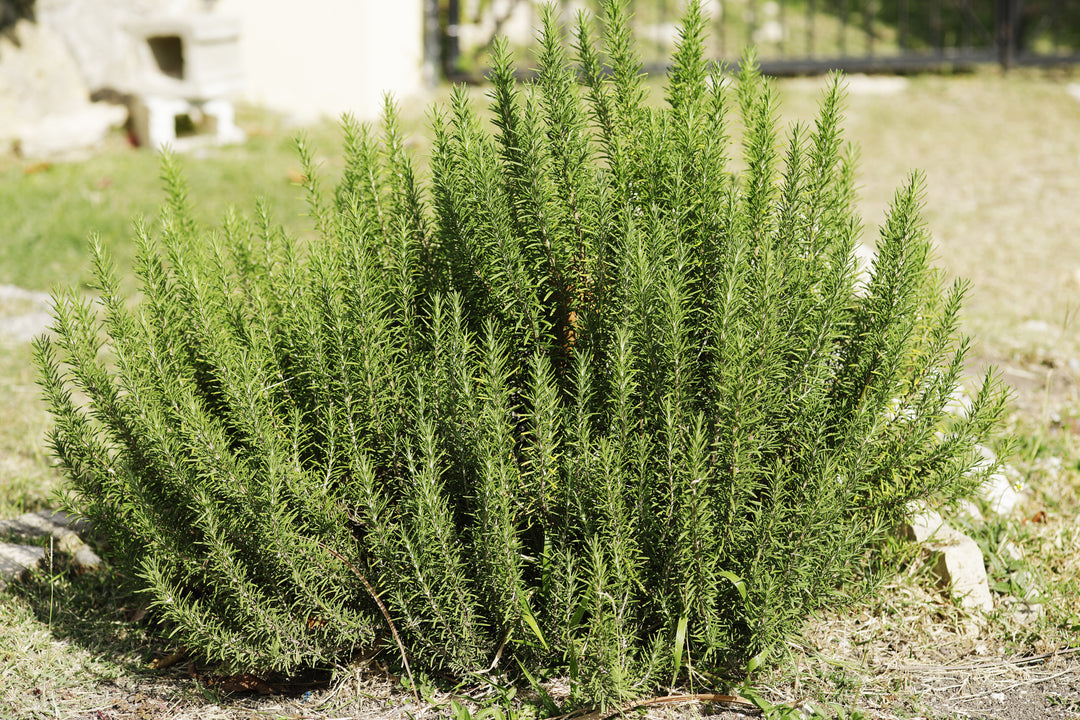 Tuscan Blue Upright Rosemary - 5 Gallon