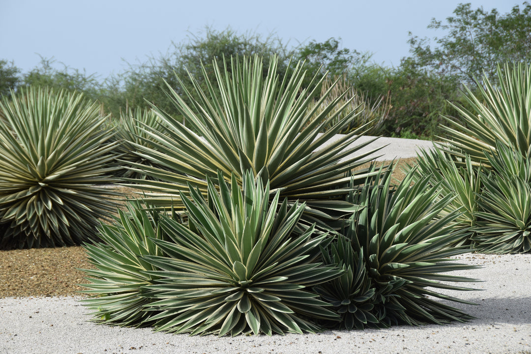 Variegated Caribbean Agave