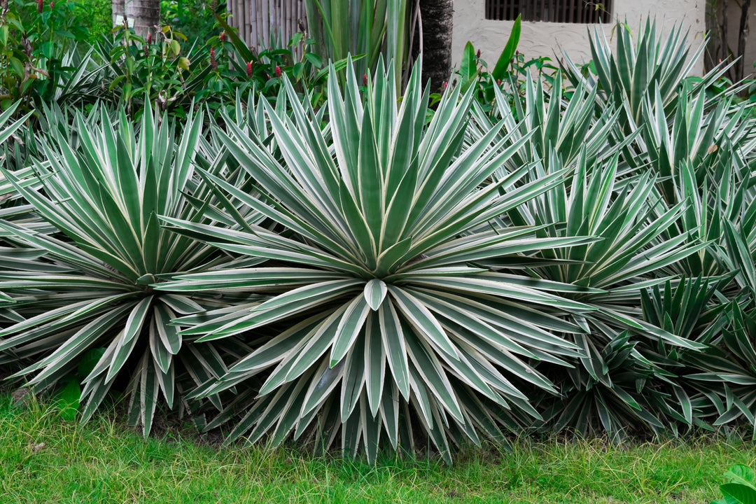 Variegated Caribbean Agave