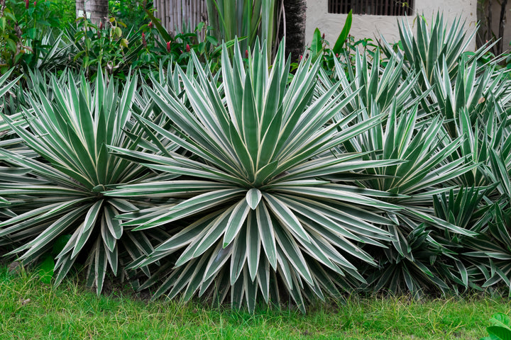 Variegated Caribbean Agave