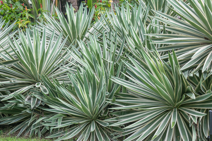 Variegated Caribbean Agave