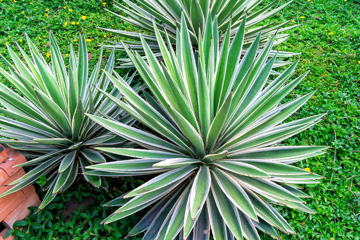 Variegated Caribbean Agave