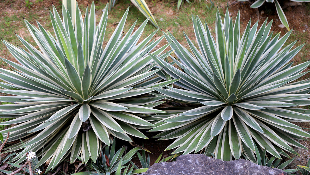 Variegated Caribbean Agave