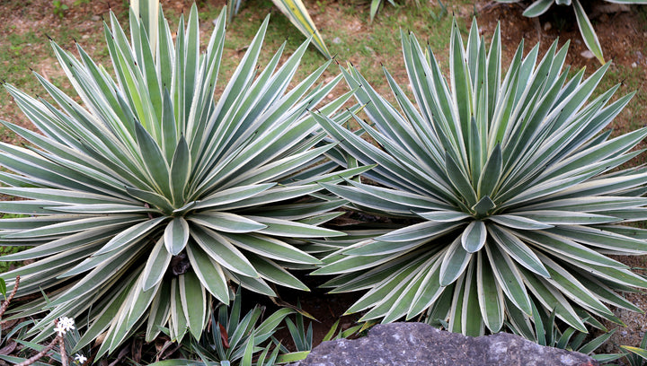 Variegated Caribbean Agave