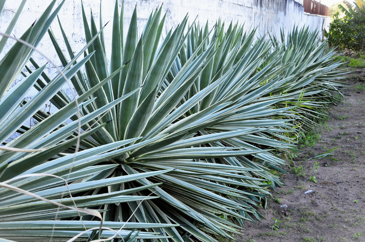 Variegated Caribbean Agave