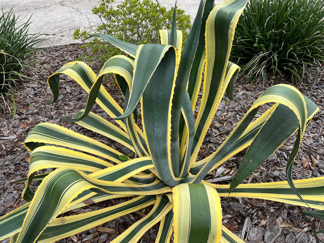 Variegated Century Plant